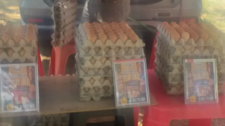 Peternak Ayam Petelur Lokal Jayapura Papua Berharap Tembus Dapur MBG