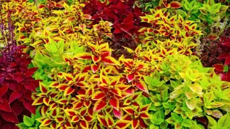 Peran Daun Warna-Warni Luar Biasa pada Tumbuhan
