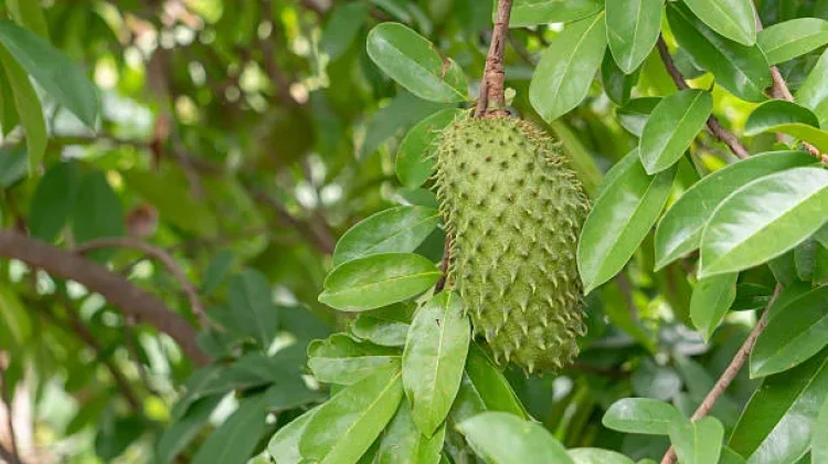 Segudang Manfaat Daun Sirsak yang Perlu Diketahui