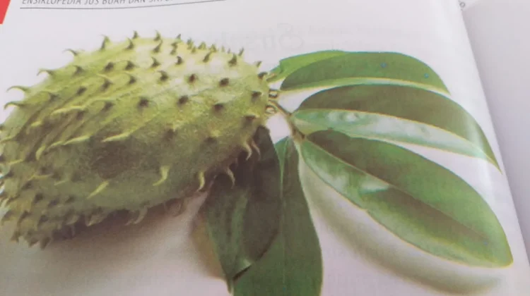 Manfaat Buah Sirsak bagi Kesehatan