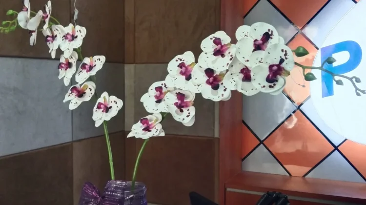 Pesona Anggrek: Sang Ratu Flora Nusantara