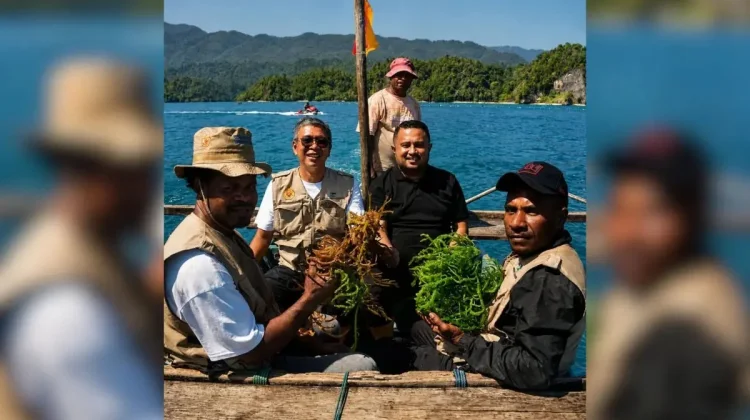 Denny Bonai Dorong Budi Daya Rumput Laut Sarawandori Jadi Penggerak Ekonomi Papua