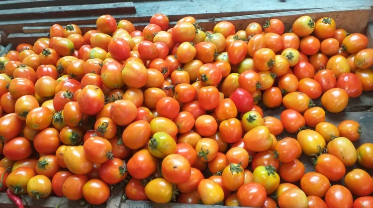 Tomat Salah Satu Bahan Pangan yang Kaya Vitamin