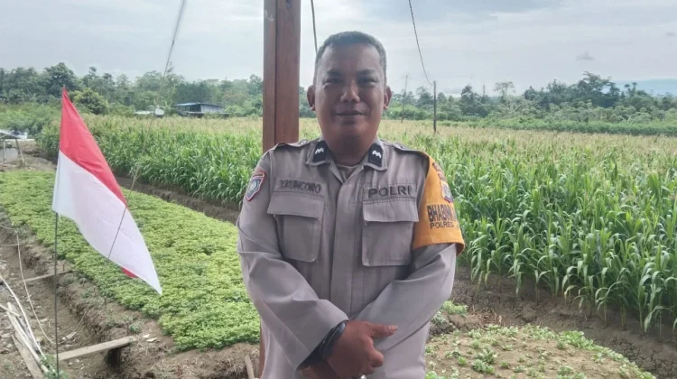 Peluang Emas Budidaya Jagung Perkasa yang Menjanjikan