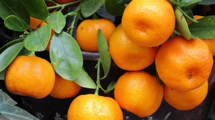 Perbedaan Jeruk Tangerine, Mandarin, dan Keprok