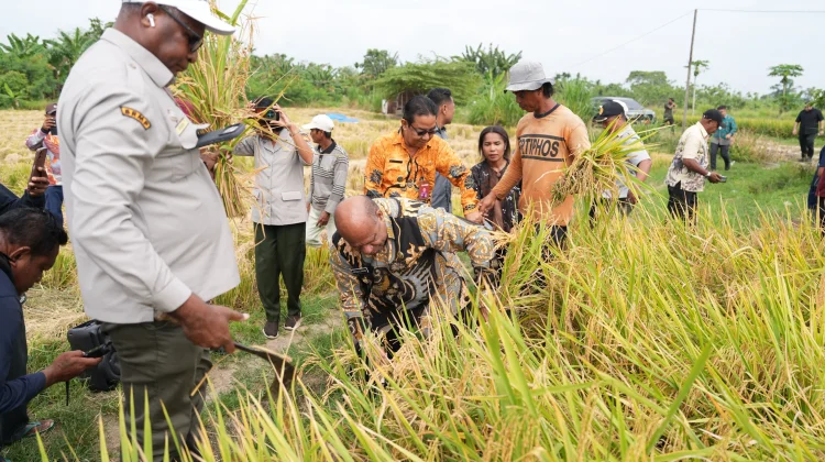 Papua Siapkan 6.500 Hektare Sawah untuk Swasembada Beras