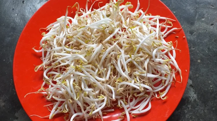 Taoge Kaya Nutrisi yang Bermanfaat bagi Kesehatan