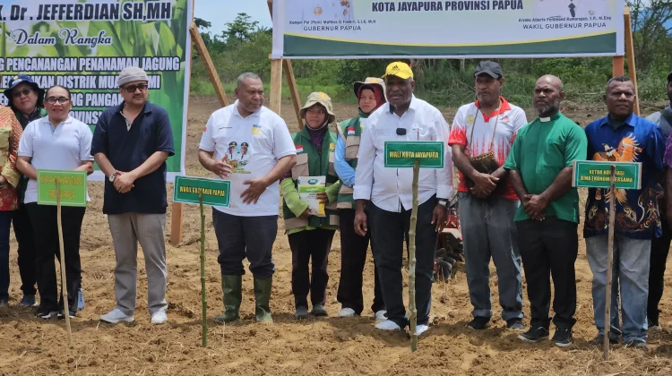 Muara Tami Kembangkan Lahan Jagung untuk Ketahanan Pangan Papua