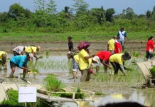 Pemprov Papua dan Pemkot Jayapura Melaksanakan Penanaman Padi Perdana