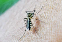 Waspada, Gejala Malaria Tidak Selalu Klasik