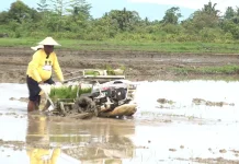 Abisai Rollo Tanam Padi Perdana Dukung Kedaulatan Pangan