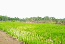 Keerom Diproyeksikan Jadi Lumbung Pangan Papua