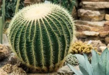 Jenis Kaktus dengan Harga Fantastis