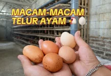 Kenali Kualitas Telur Ayam Berdasarkan Cangkangnya