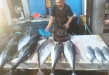 Omset Penjualan Ikan Segar Menurun
