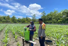 Polsek Nimbokrang Tinjau Perawatan Lahan Jagung