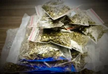 Sehari, Polisi Amankan Setengah Kilogram Ganja