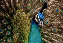 Tarian Burung Jadi Bahasa Visual Komunikasi di Alam