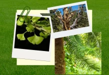 Tanaman Tertua di Dunia yang Masih Ada hingga Sekarang