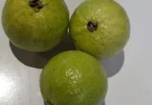 Manfaat Jambu Biji untuk Kesehatan Tubuh