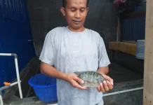 Usaha Ikan Air Tawar Danau Sentani