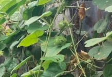 Mengenal Buah Ciplukan atau Buah Putri yang Kaya Manfaat