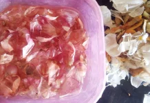 Manfaat Rendaman Kulit Bawang Merah untuk Kesuburan Tanaman