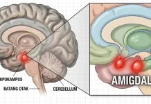Amigdala: Bagian Otak yang Mengatur Emosi