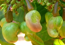Manfaat Kacang Mete untuk Kesehatan Tubuh