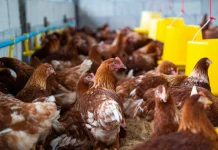 Ide Produktif Memulai Beternak di Rumah dan Lahan Terbatas