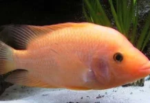 Red Devil, Ikan Invasif yang Mengancam Ikan Lokal