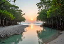 Manfaat dan Pelestarian Hutan Manggrove