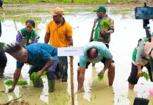 Gubernur Papua Tanam Padi Perdana dan Serahkan 43 Alsintan