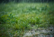 Mengungkap Petrichor: Aroma Tanah Basah saat Hujan Turun