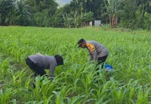 Polres Jayapura Optimalkan Lahan Ketahanan Pangan