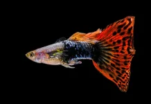 Beberapa Jenis Ikan Hias yang Mudah Diternak dan Menguntungkan