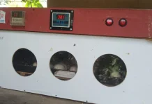 Teknik Inkubator: Menghasilkan Bibit Ayam Berkualitas Unggul