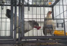 Ayam Kate: Hobi, Usaha, dan Penghibur Suasana