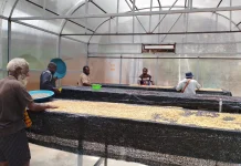 Petani Kopi Lanny Jaya Naikkan Pendapatan Berkat Bantuan Dome Pengering dari PLN