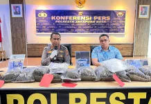Polresta Jayapura Ungkap 8,3 Kg Ganja, Terbesar di 2026