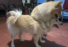 Memahami Konsep Dominansi Alfa  Perilaku Sosial Kawanan Anjing
