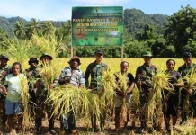Panen Raya Padi Gogo, TNI dan Warga Kampung Sosiri Perkuat Ketahanan Pangan