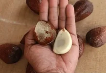 Manfaat Olahan Bubuk Kopi Biji Salak bagi Kesehatan