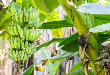 Jenis Pohon Pisang Pendek untuk Ditanam di Lahan Rumah