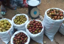Buah Matoa Papua Lezat dan Bermanfaat bagi Kesehatan