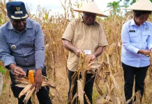 Panen Raya Jagung di Keerom, Fakhiri Sebut Pertanian Pilar Ekonomi Papua