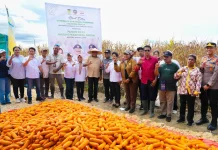 Panen Jagung 30 Ton di Keerom, Koperasi Dorong Ekonomi Petani