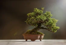 Tujuh Tanaman Bonsai yang Paling Populer