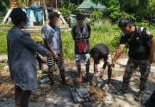 Polresta Jayapura Kota Musnahkan Ganja Hasil Pengungkapan Kasus