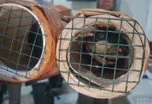 Penyelundupan Cenderawasih Digagalkan, Burung Disembunyikan di Pipa